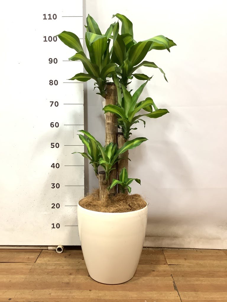 ☆高さ172㎝・20年以上もの「幸福の木」ドラセナ・観葉植物・店舗用