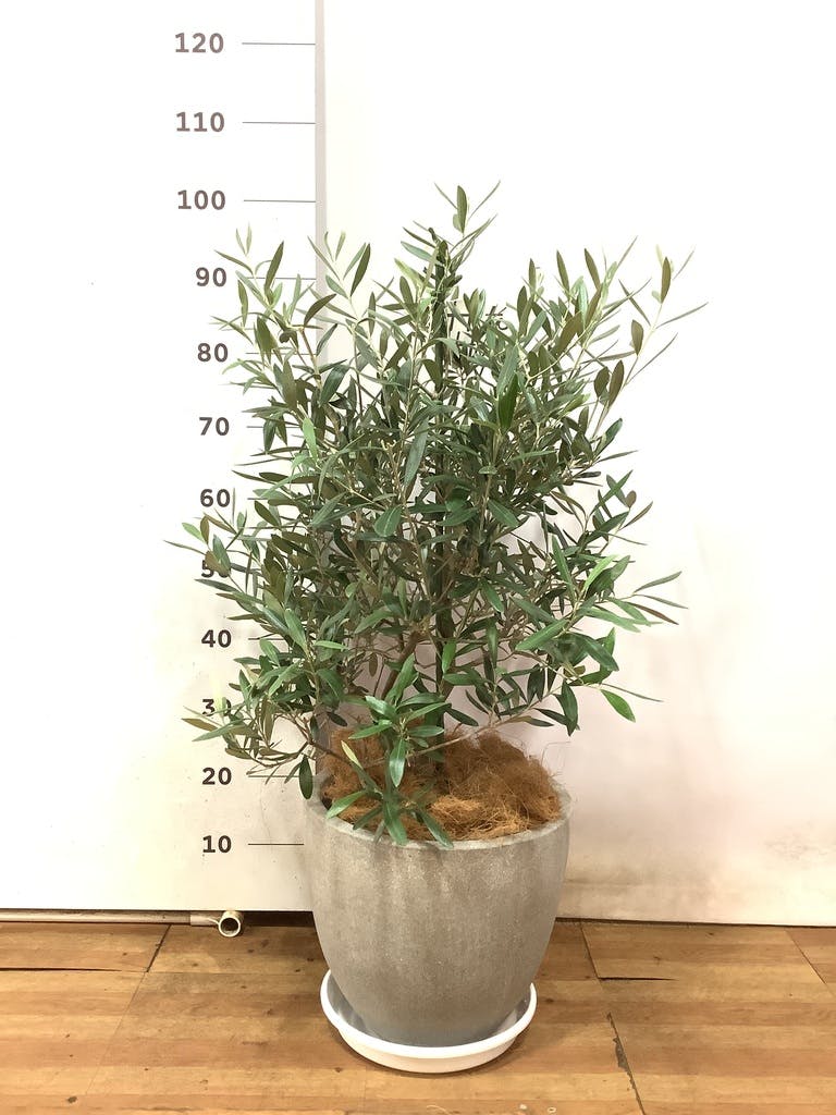 観葉植物 オリーブの木 8号 コラティーナ (コラチナ) ブリティッシュ