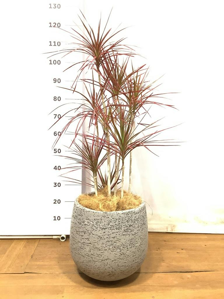 ドラセナ コンシンネ スカーレットアイビス 1点もの | 観葉植物通販