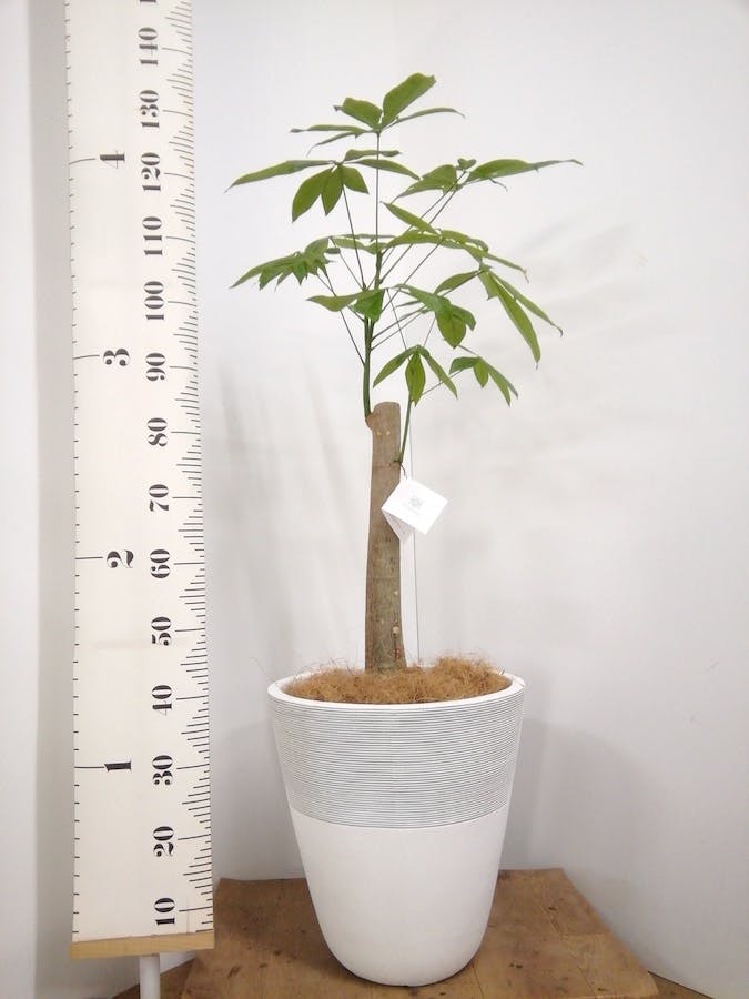 観葉植物 パキラ 8号 朴 ジュピター 白 付き | 観葉植物ならHitoHana