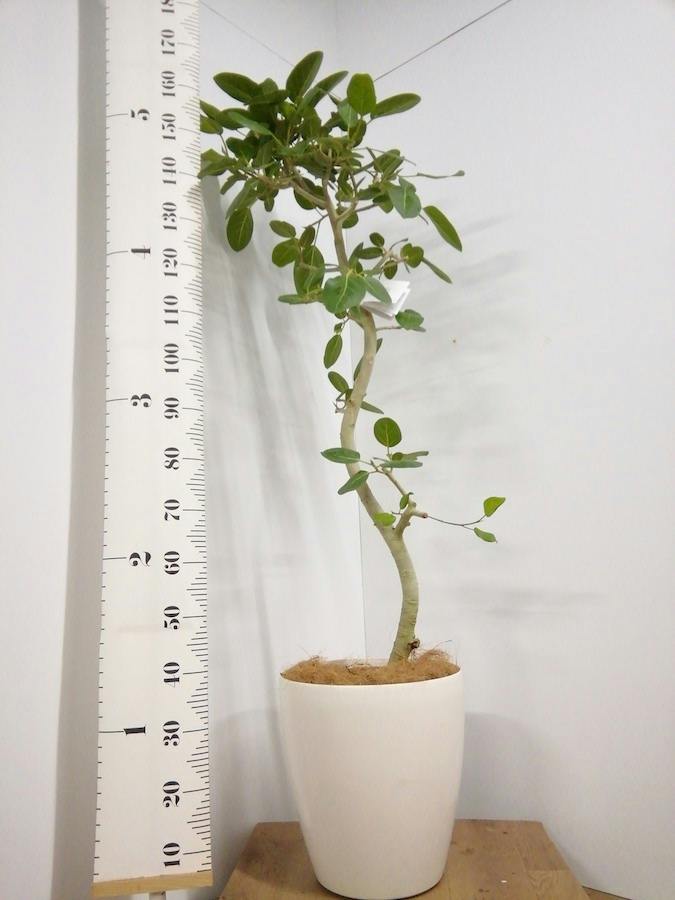 観葉植物 フィカス ベンガレンシス 10号 曲り ラスターポット 付き