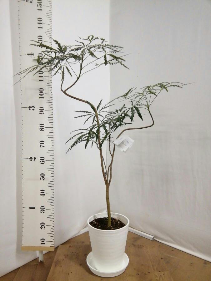 グリーンアラレア 8号 | 観葉植物通販HitoHana(ひとはな)