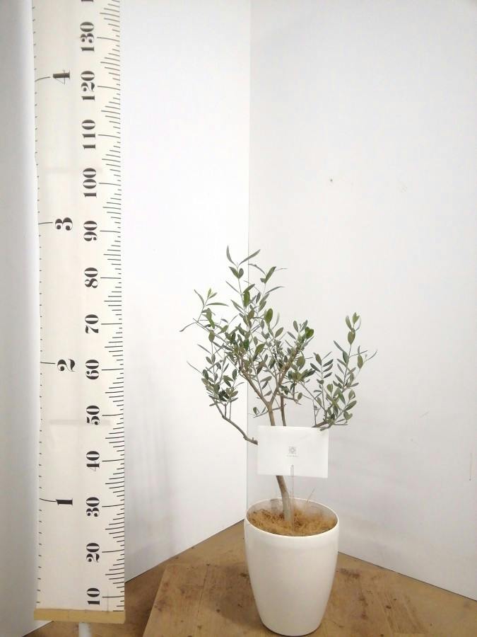 観葉植物 オリーブ 6号 創樹 プラスチック鉢 | 観葉植物ならHitoHana