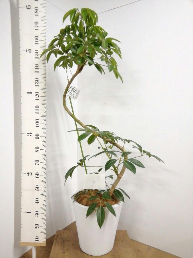 観葉植物 ツピダンサス 10号 曲り プラスチック鉢 | 観葉植物なら