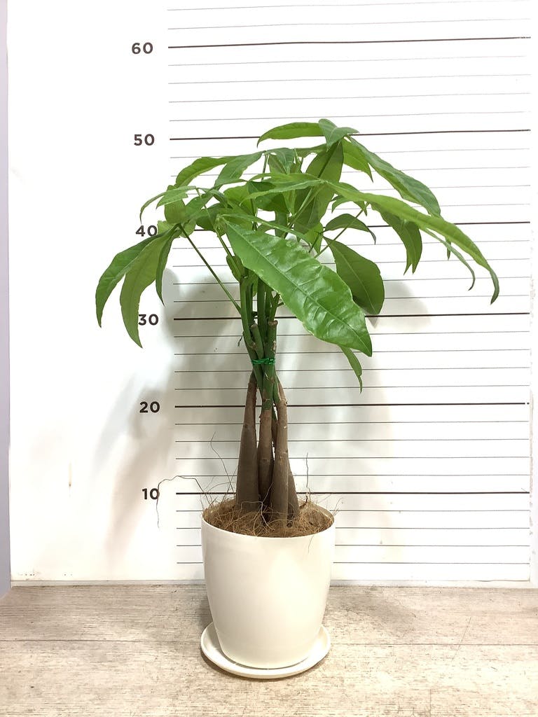 枯木　古木　流木　パキラ　観葉植物 枯木 古木 流木 パキラ 観葉植物