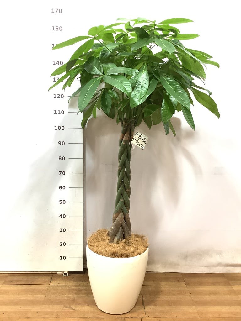 観葉植物 パキラ 10号 ねじり プラスチック鉢 | 観葉植物ならHitoHana
