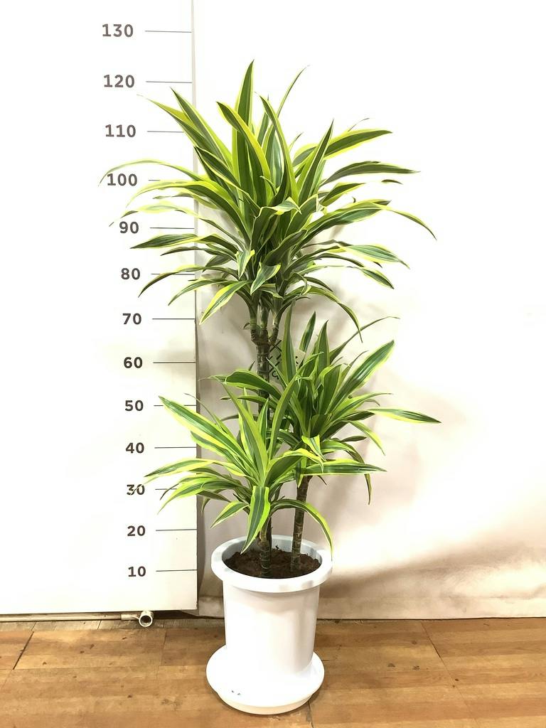 ドラセナ ワーネッキー レモンライム 8号 | 観葉植物 | インテリアや