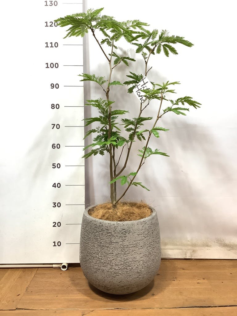 観葉植物 エバーフレッシュ 8号 ボサ造り ホルスト シリンダー