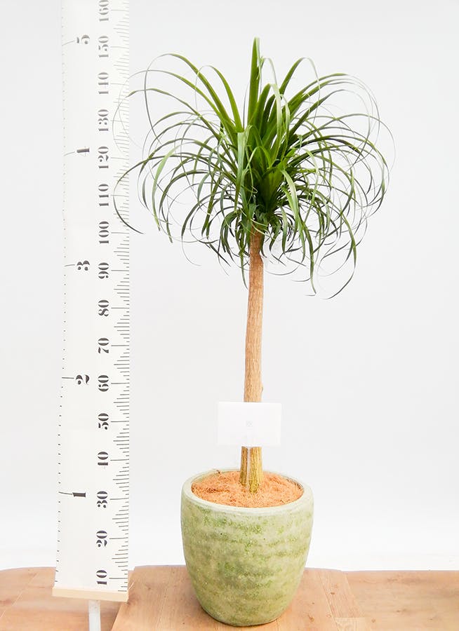 トックリラン 8号 | 観葉植物通販HitoHana(ひとはな) トックリラン 8号 | 観葉植物通販HitoHana(ひとはな)
