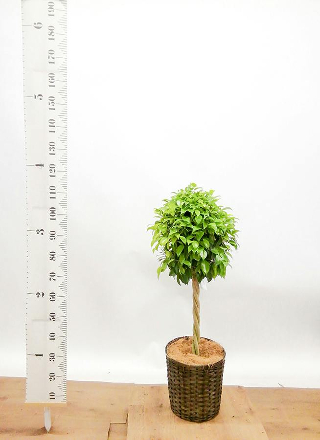 観葉植物 フィカス ベンジャミン 8号 玉造り竹バスケット 付き | 観葉