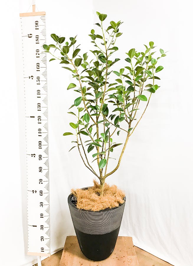 観葉植物 フランスゴムの木 10号 ノーマル ジュピター 黒 付き | 観葉