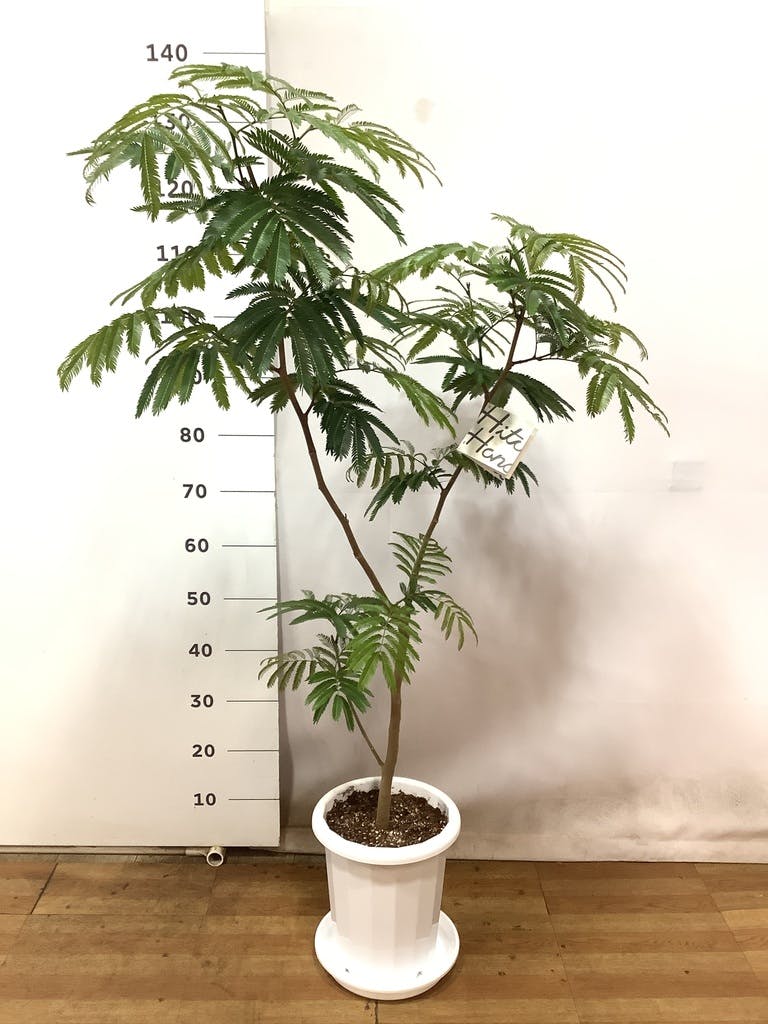 エバーフレッシュ 143cm8号 S-shaped 【公式通販】