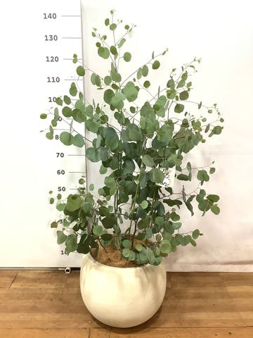 観葉植物 ユーカリ 8号 ポポラス（ポリアンセモス） テラニアス ローバルーン アンティークホワイト 付き
