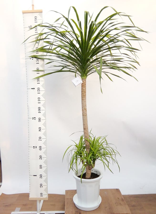 ドラセナ カンボジアーナ 10号 | 観葉植物通販HitoHana(ひとはな)