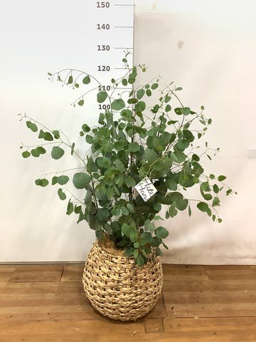 観葉植物 ユーカリ 8号 ポポラス（ポリアンセモス） ラッシュバスケット Natural 付き