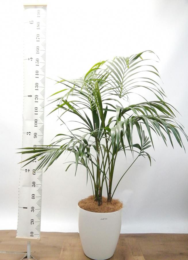 観葉植物 ケンチャヤシ 10号 プラスチック鉢 | 観葉植物ならHitoHana