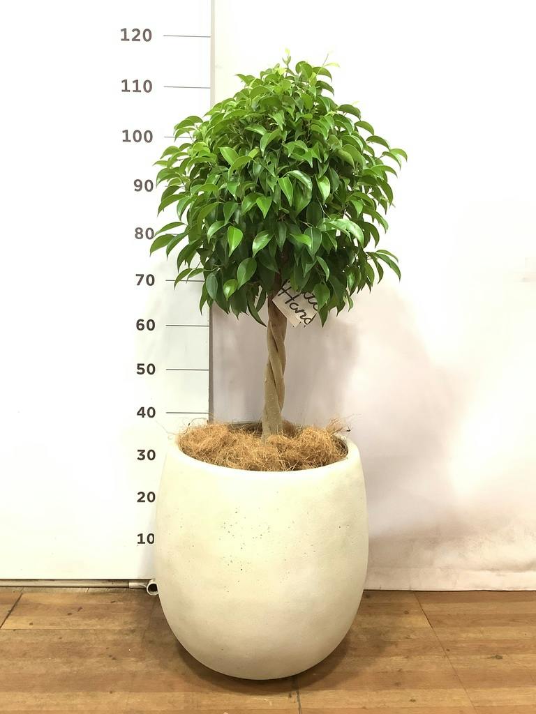 観葉植物 フィカス ベンジャミン 8号 玉造りプラスチック鉢 | 観葉植物