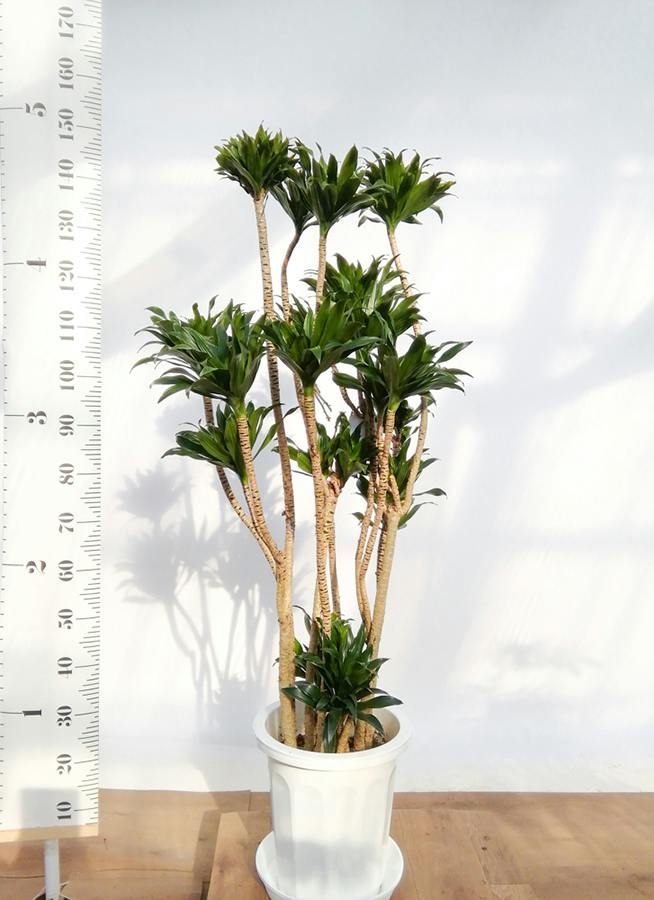 観葉植物 ドラセナ コンパクター 10号 プラスチック鉢 | 観葉植物なら