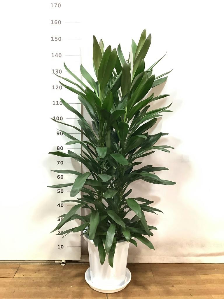 観葉植物 ドラセナ グローカル 10号 プラスチック鉢 | 観葉植物なら