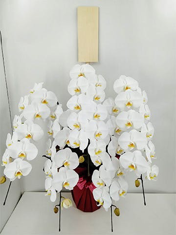 大輪胡蝶蘭5本立2Lスタンダード】花びら白 50輪前後(蕾含む)※お届け