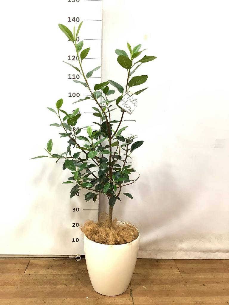 観葉植物 フランスゴムの木 【120cm】 8号 ユキ #72135 | 観葉植物なら
