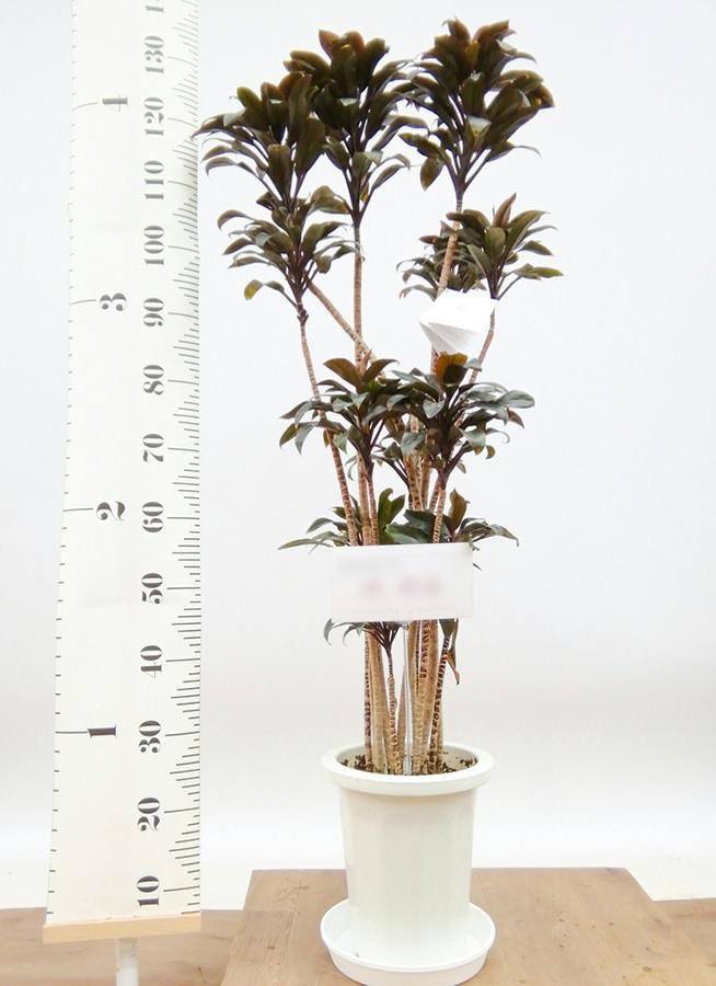 観葉植物 ドラセナ パープルコンパクタ 8号 プラスチック鉢 | 観葉植物