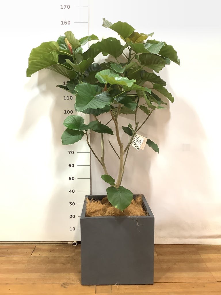 フィカス ウンベラータ ✿ ファイバークレイ鉢付き♪ 観葉植物 フィカス ウンベラータ 10号 ノーマル ファイバークレイ