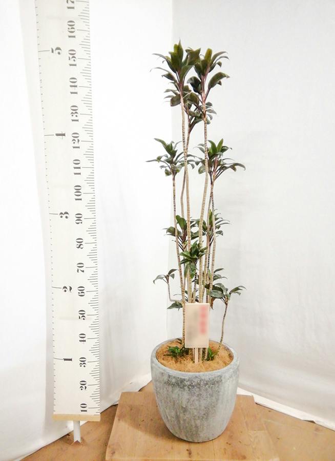 観葉植物 ドラセナ パープルコンパクタ 8号 アビスソニアミドル 灰