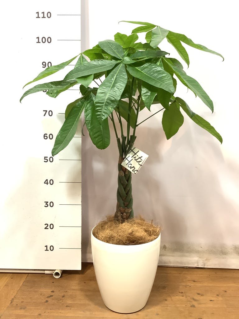 観葉植物】パキラ パラソル 7号 - 植物/観葉植物