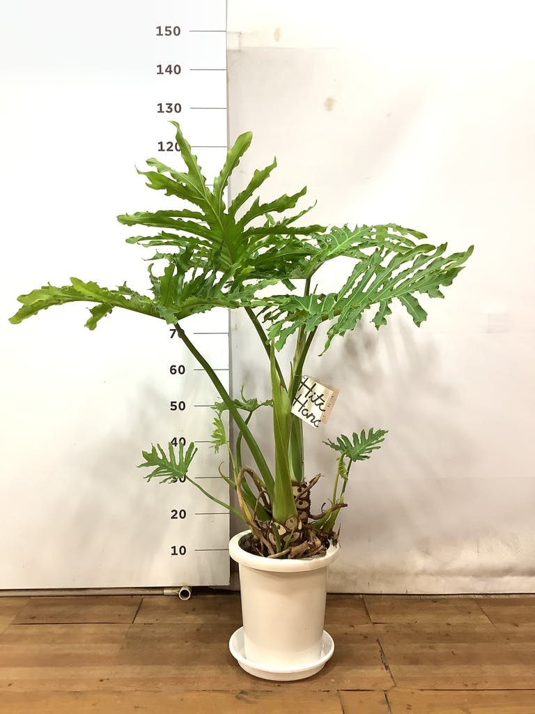観葉植物 フィロデンドロン 8号 セローム ヒトデカズラ 根あがり