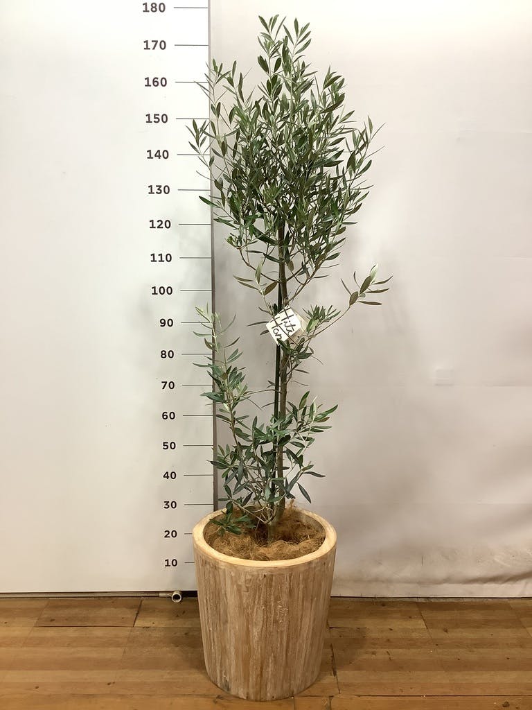 観葉植物 オリーブ 10号 チプレッシーノ ウッドプランター 付き | 観葉