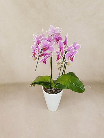 ミディ胡蝶蘭 ハワイアンマーメイド 2本立ち サンクスポット