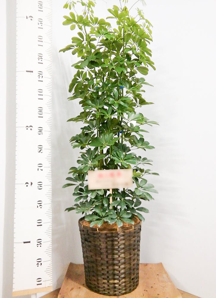 観葉植物 カポック（シェフレラ） 【170cm】 13号 #72076 ※1都3県配送