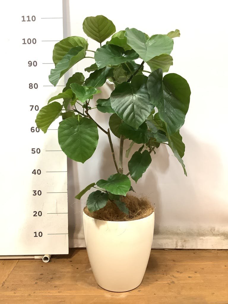 観葉植物 フィカス ウンベラータ 8号 ノーマル ベータ キューブ