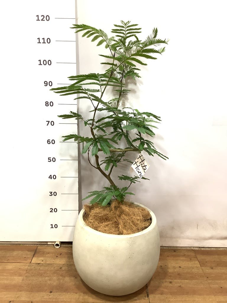 観葉植物 エバーフレッシュ 8号 曲り 竹バスケット 付き | 観葉植物