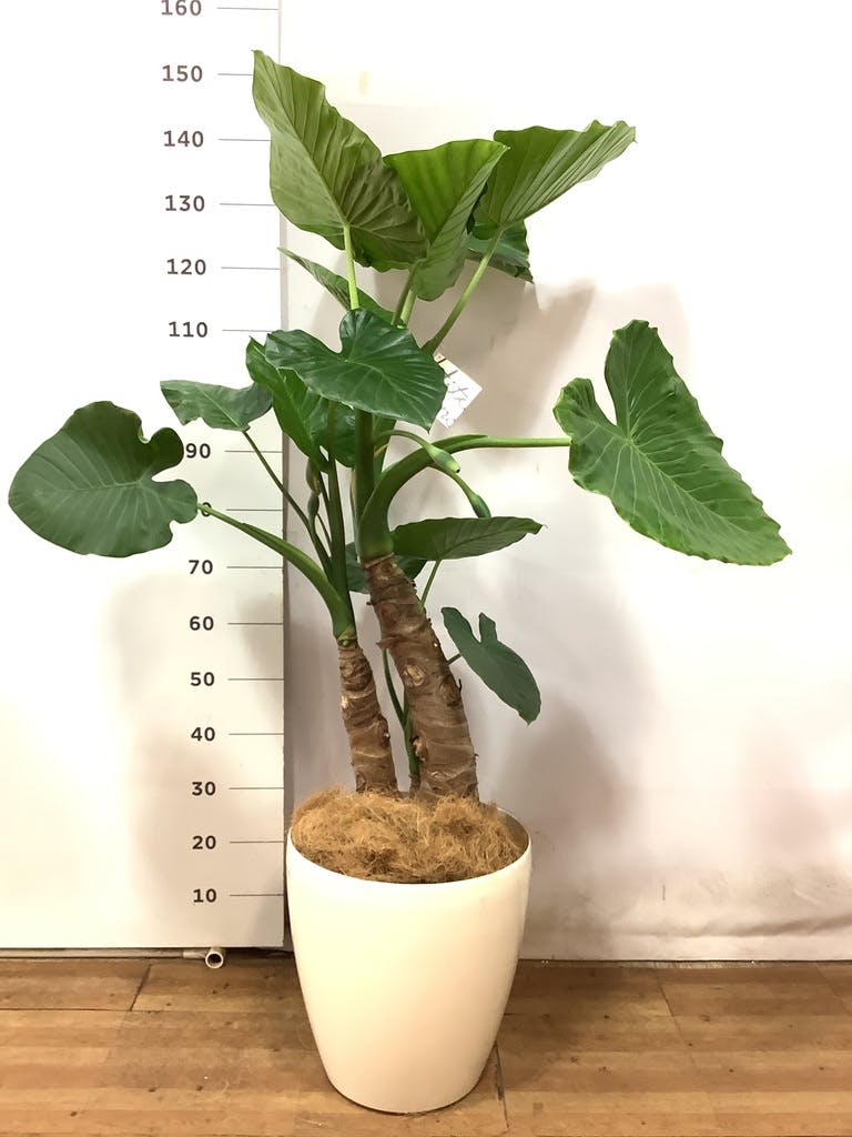 買取り実績 よーじ アロカシア3点 植物/観葉植物 - laburguesita.es