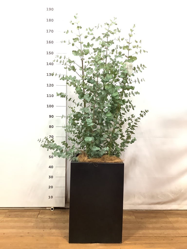 アナベルとユーカリのホワイトグリーンな2Wayガーランド　貝細工　千日紅 造花 グリーンガーランド 花飾り C/ユーカリの葉 フェイクグリーン 357731