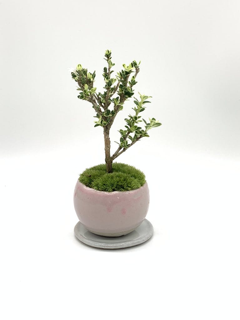 低価格販売 【 市之倉石州／鶏血釉長角鉢 】発色最高／希少品／石州