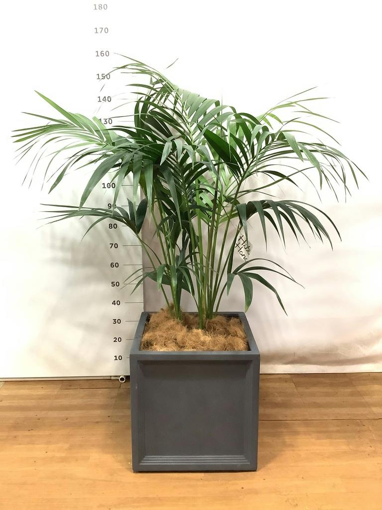 観葉植物 ケンチャヤシ 10号 ブリティッシュキューブ 付き | 観葉植物