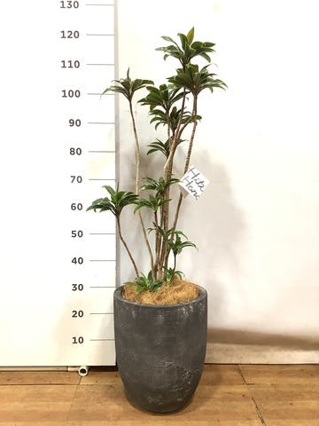 観葉植物 ドラセナ パープルコンパクタ 8号 フォリオアルトエッグ ブラックウォッシュ 付き