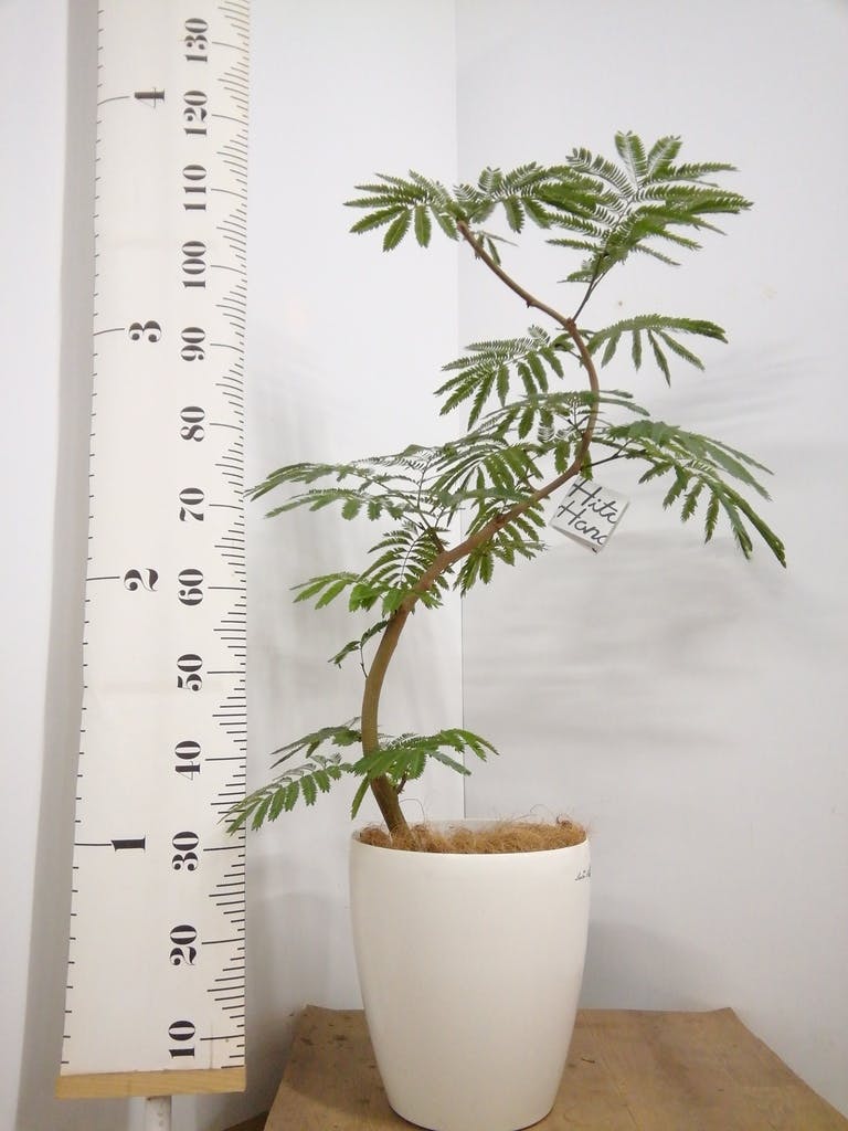 観葉植物 エバーフレッシュ 8号 曲り ラスターポット 付き | 観葉植物