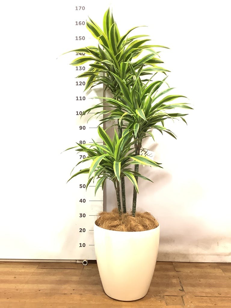 観葉植物 ドラセナ ワーネッキー レモンライム 10号 エコストーンGray