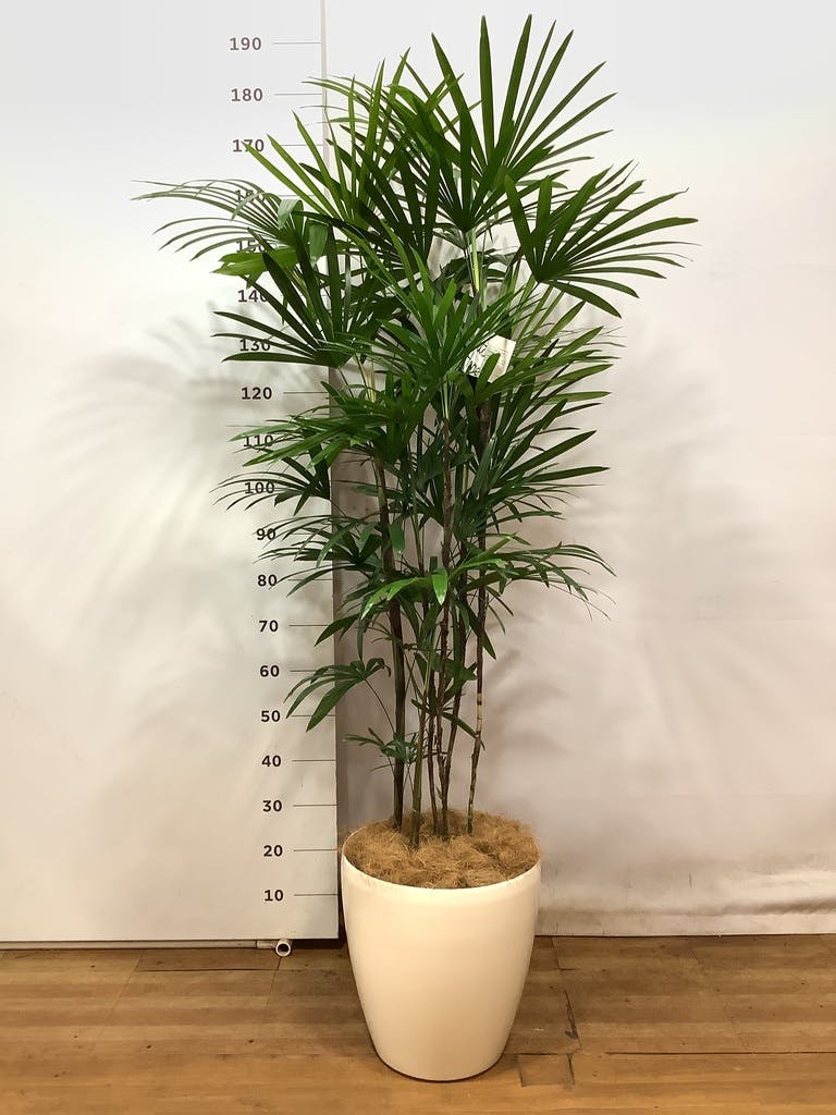 シュロチク 10号 | 観葉植物 | 送料無料でお届け - Hitohana（ひとはな）