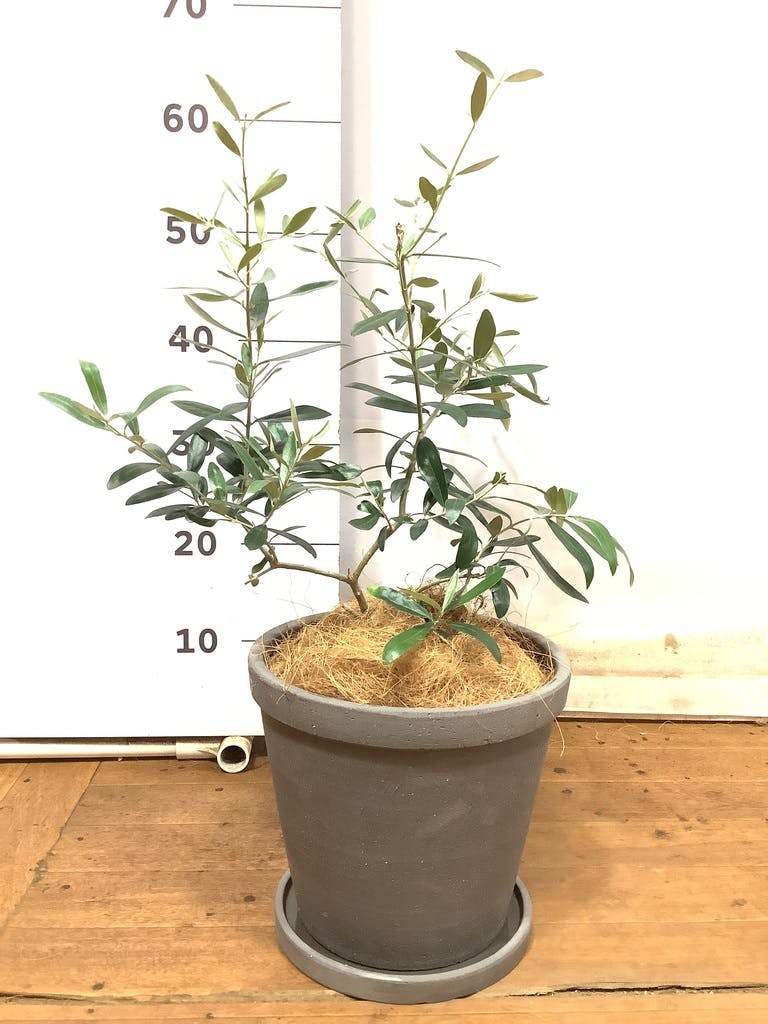 観葉植物 オリーブの木【125cm】オリーブの木 9号 創樹 ネバディロ