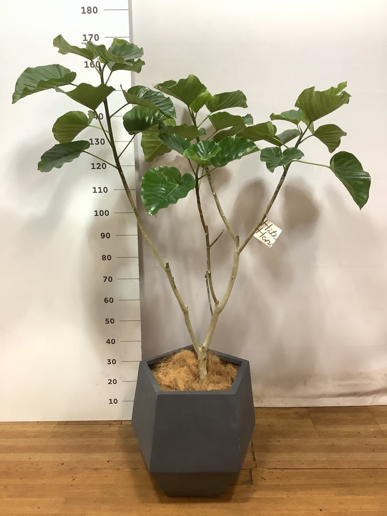 観葉植物 フィカス ウンベラータ 【200cm】 10号 #72131 ※1都3県配送