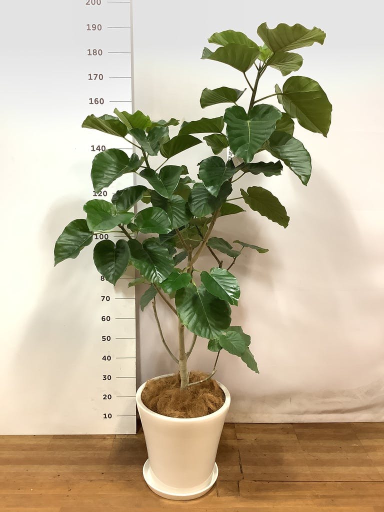 観葉植物 フィカス ウンベラータ 【200cm】 10号 #72131 ※1都3県配送