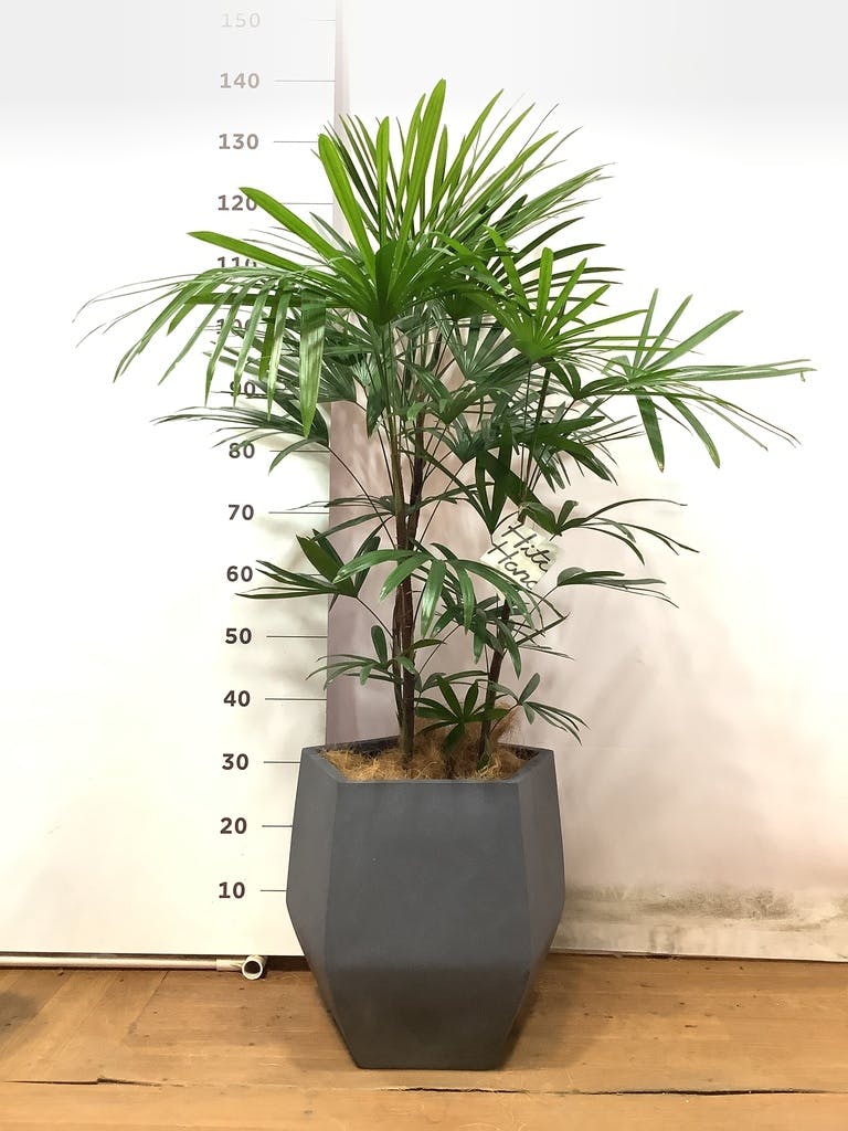 新製品の販売 シュロチク 棕櫚竹 135cm 8号鉢 観葉植物 グリーン