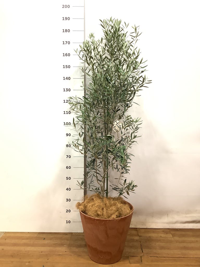 観葉植物 オリーブ 10号 チプレッシーノ ウッドプランター 付き | 観葉