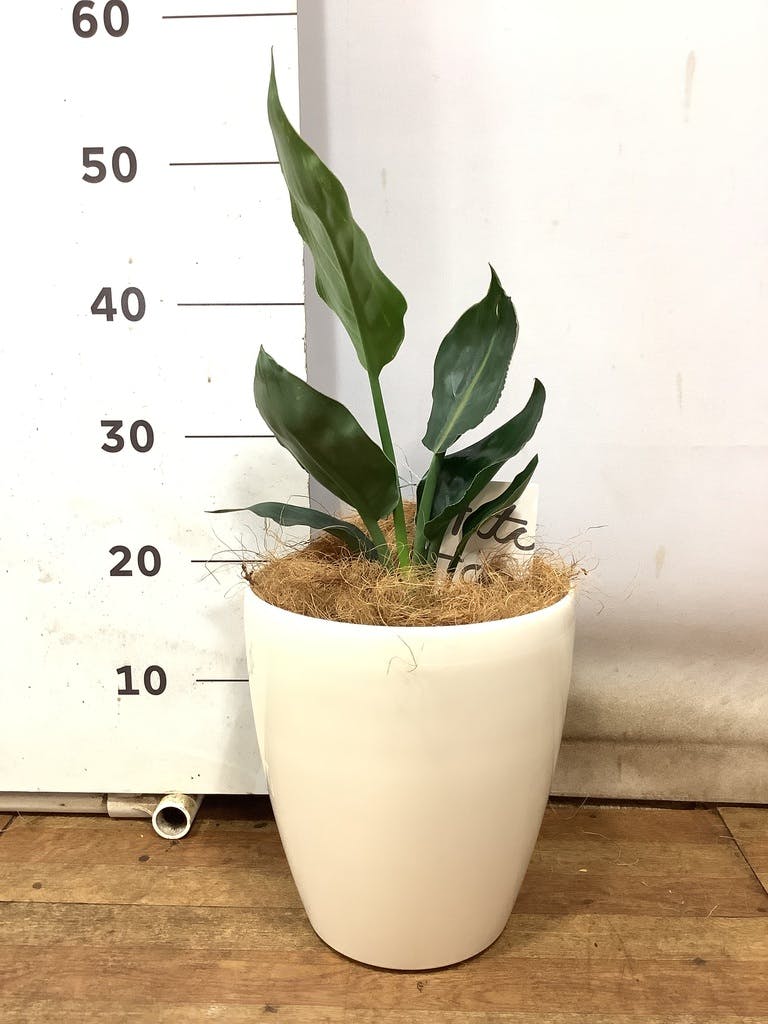 観葉植物 ストレリチア (ストレチア) レギネ 6号 ラスターポット 付き | 観葉植物ならHitoHana(ひとはな)