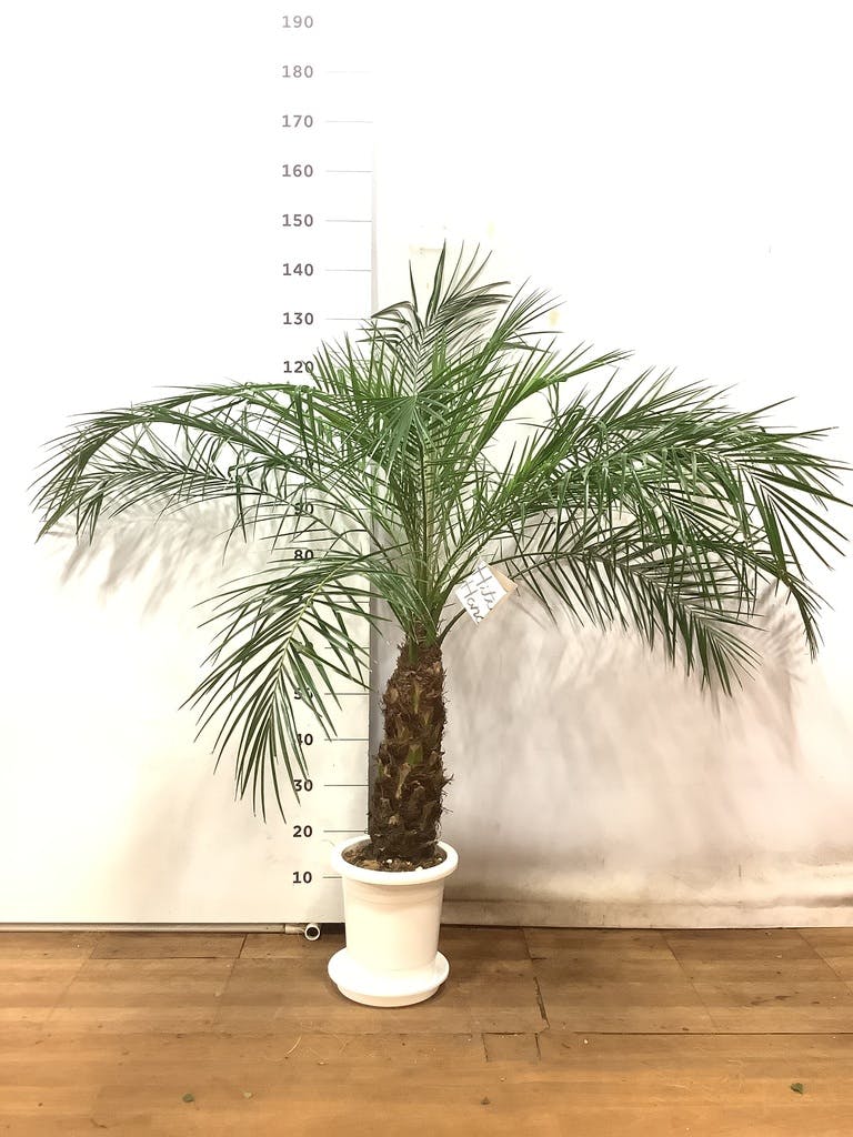 フェニックスロベレニー（140センチ位） - 観葉植物